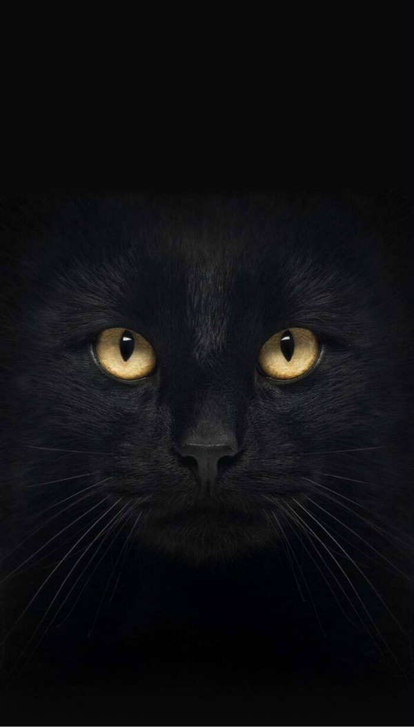 抖音黑猫睁眼无水印壁纸