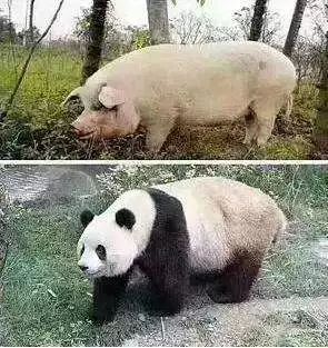 家猪对比图片