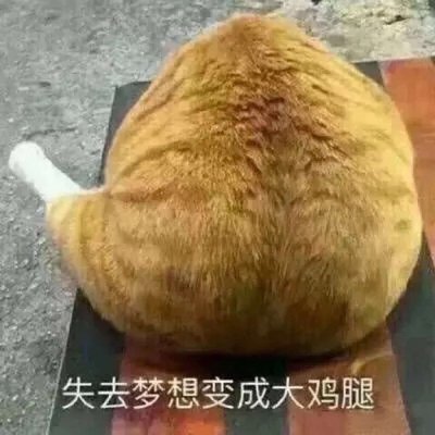 抖音情侣牵狗图片