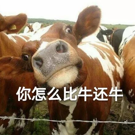 牛道表情图片