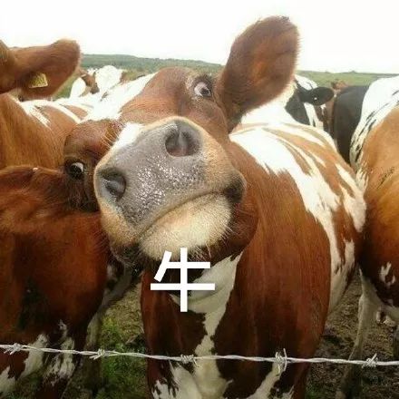 中国牛表情包图片