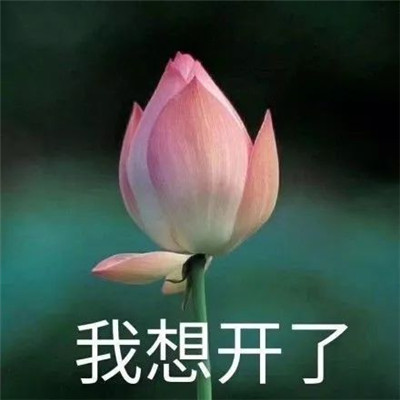 抖音佛系莲花表情包